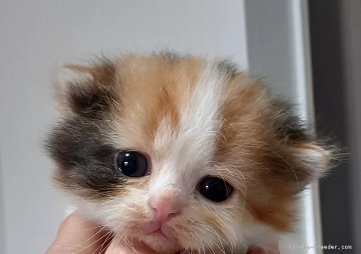 ID:2111-00309の子猫