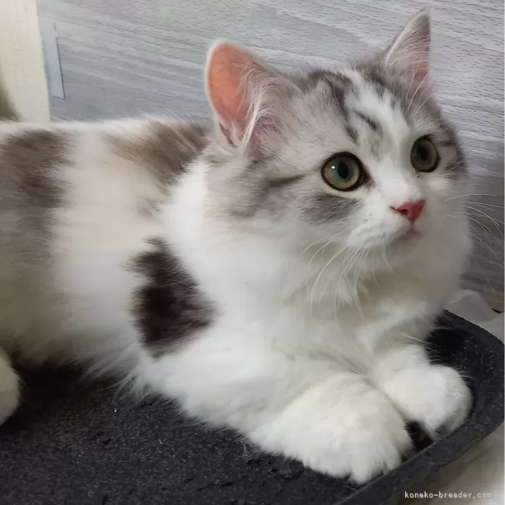ID:2311-01437の子猫