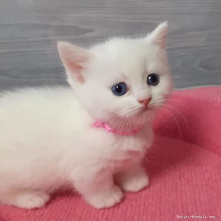 ID:2311-00318の子猫