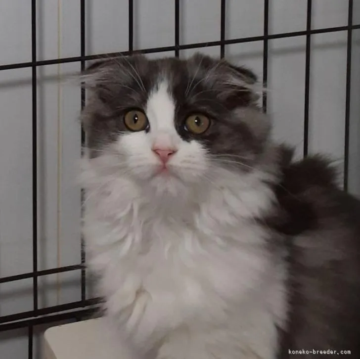 花田ひであき 様のお迎えした子猫