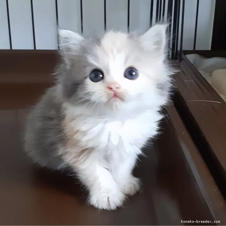 ID：2404-02677の子猫