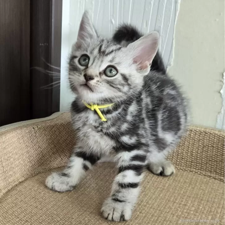 ID:2410-02417の子猫