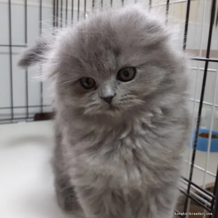 ID：2302-01624の子猫