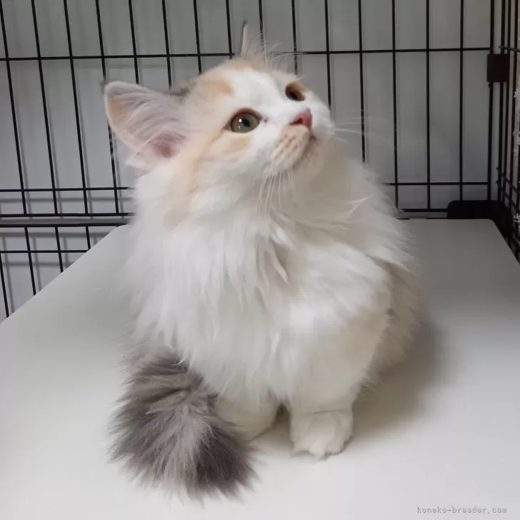 ID：2311-01438の子猫