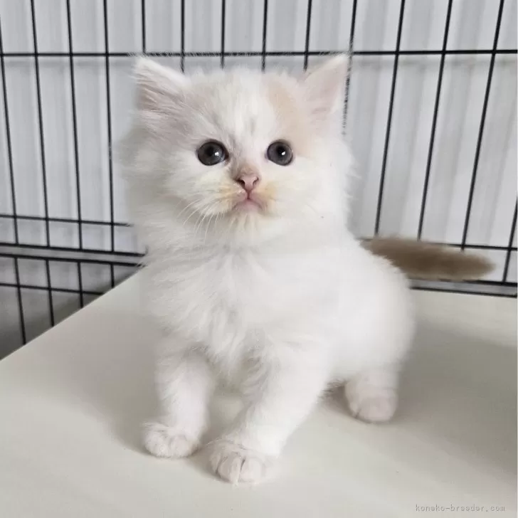 ID：2410-02627の子猫