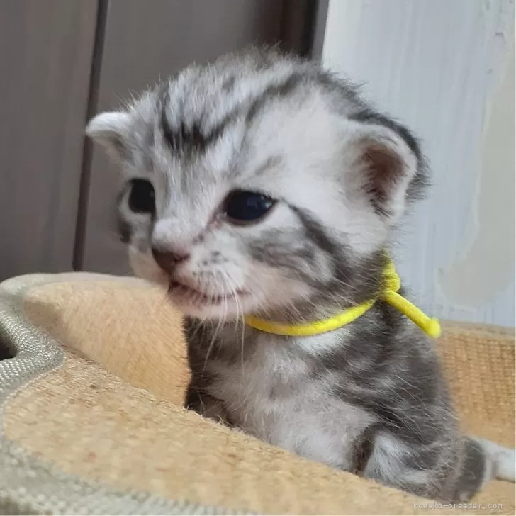 ID：2405-02080の子猫