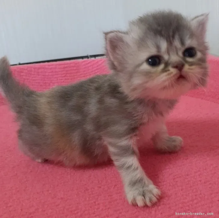 ID：2306-00389の子猫