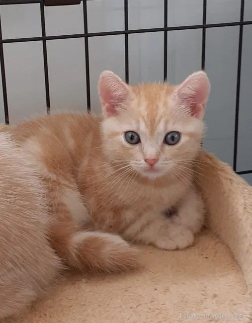 ID:2107-00255の子猫
