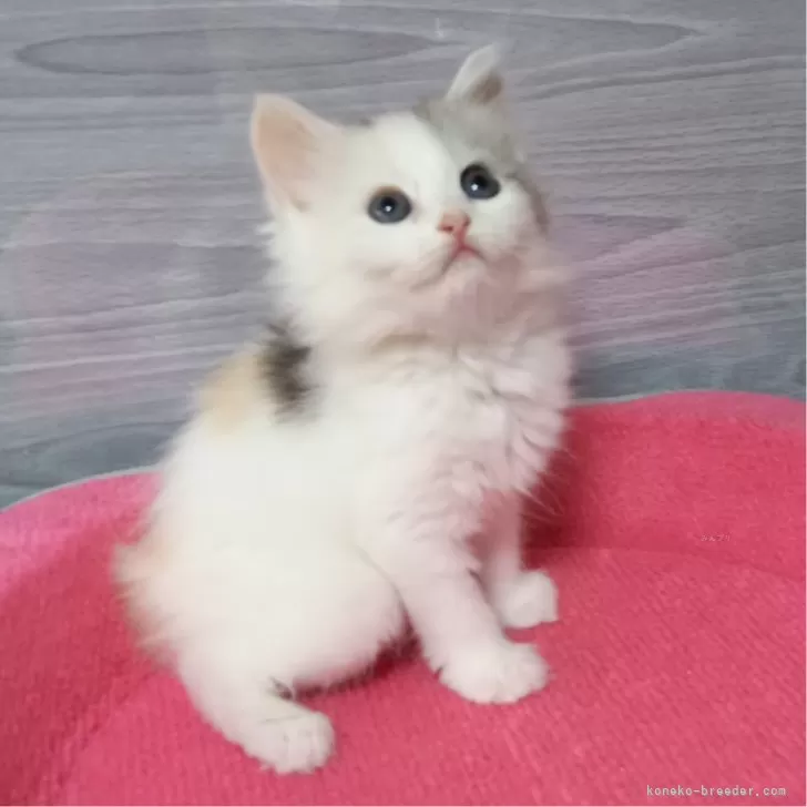 ID：2404-02659の子猫