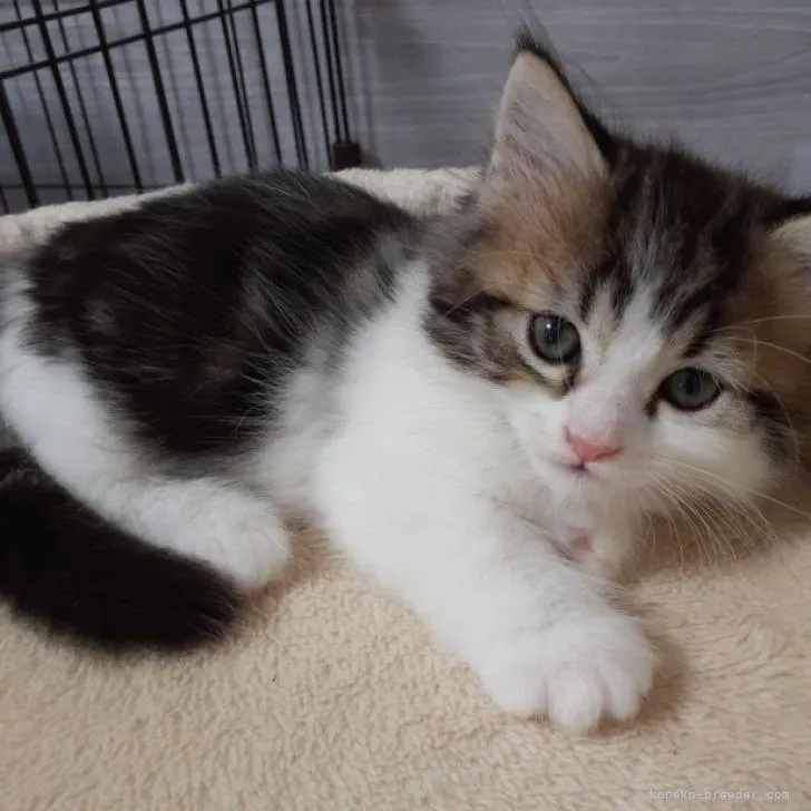 ゆきやま 様のお迎えした子猫