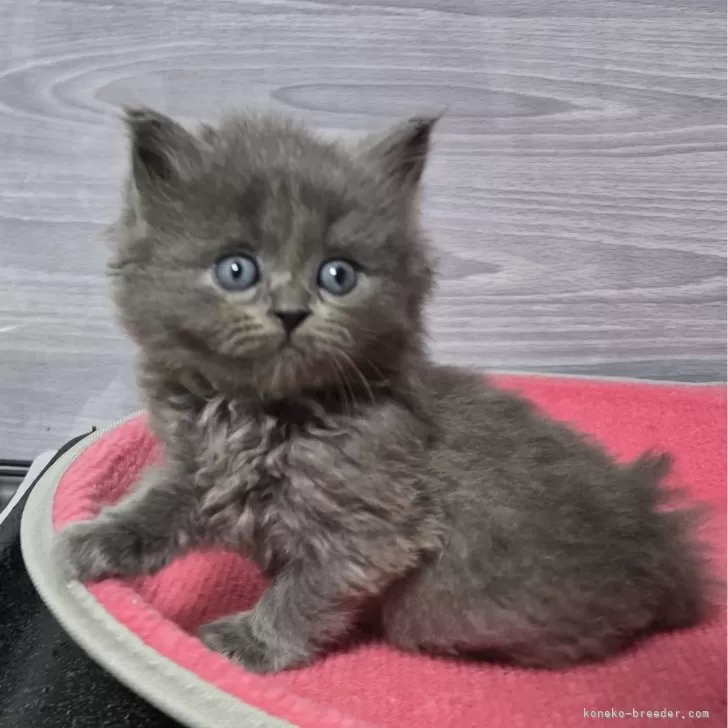 ID：2411-02251の子猫