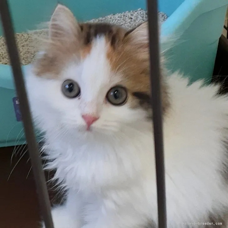 ID:2306-00388の子猫