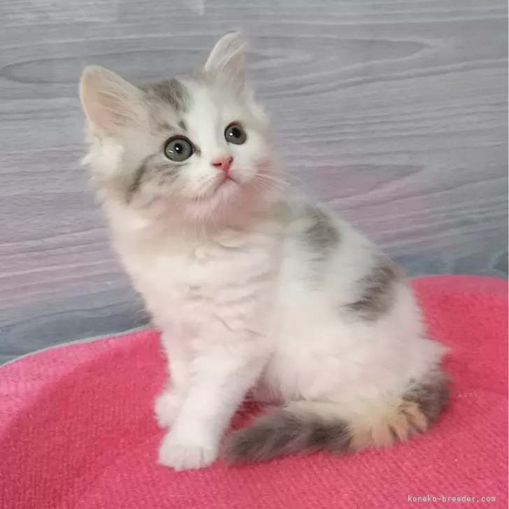 ID:2404-02661の子猫
