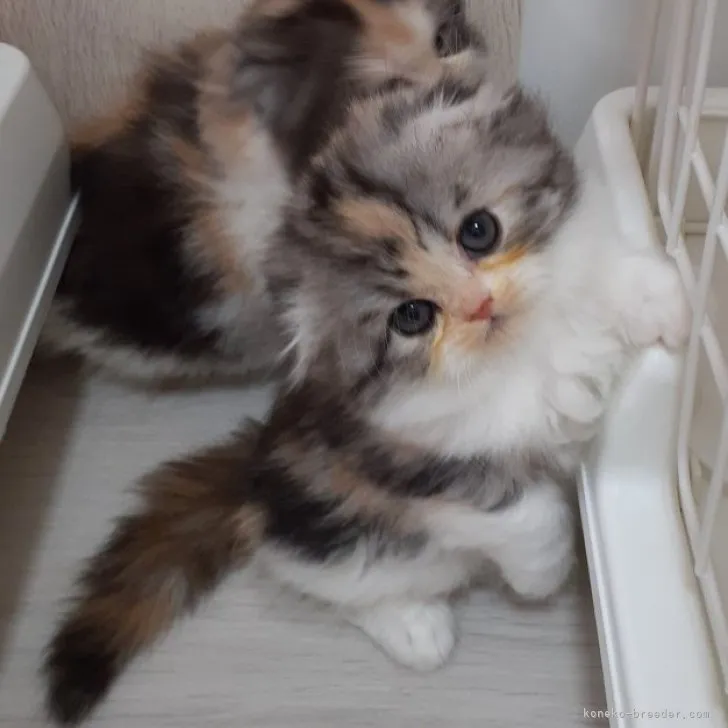 ID：2304-03497の子猫