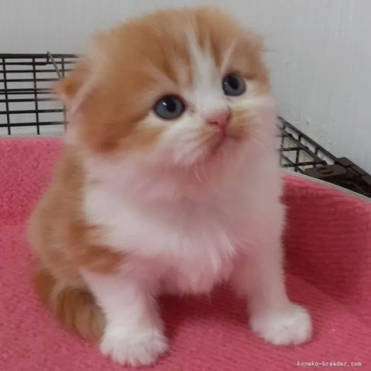 ID：2211-01124の子猫