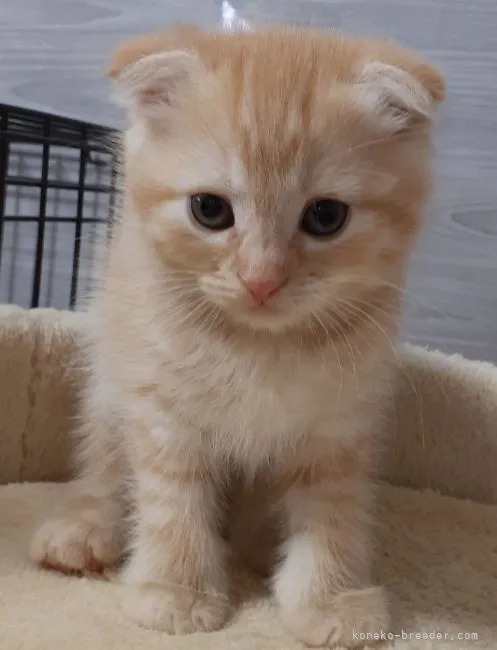 ID:2203-02207の子猫