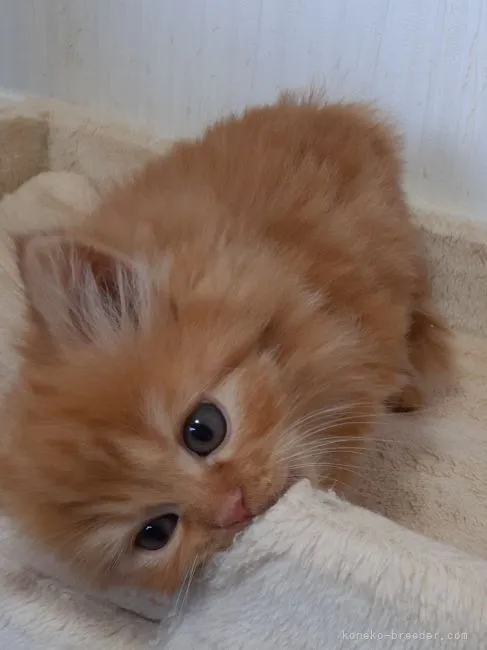 ID:2112-00728の子猫