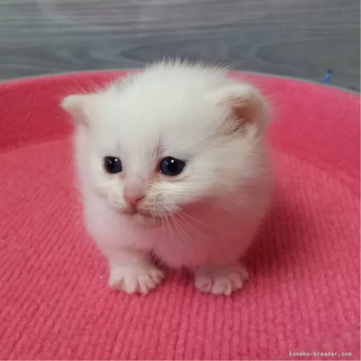ID:2403-01875の子猫