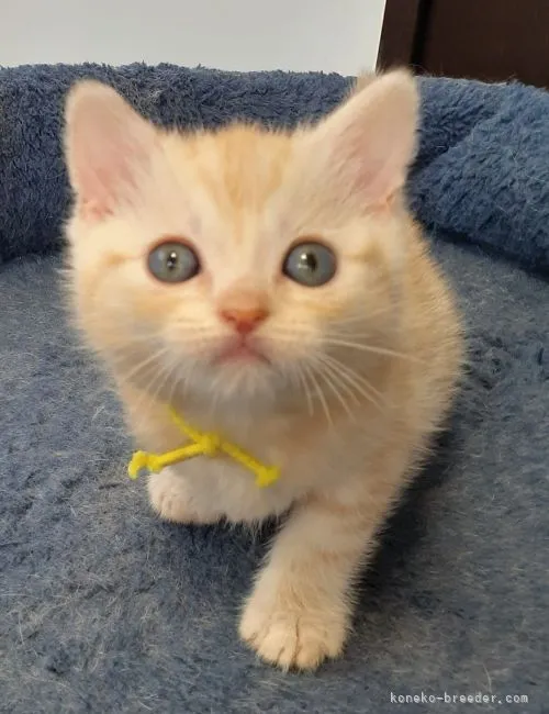 ID:2204-01172の子猫