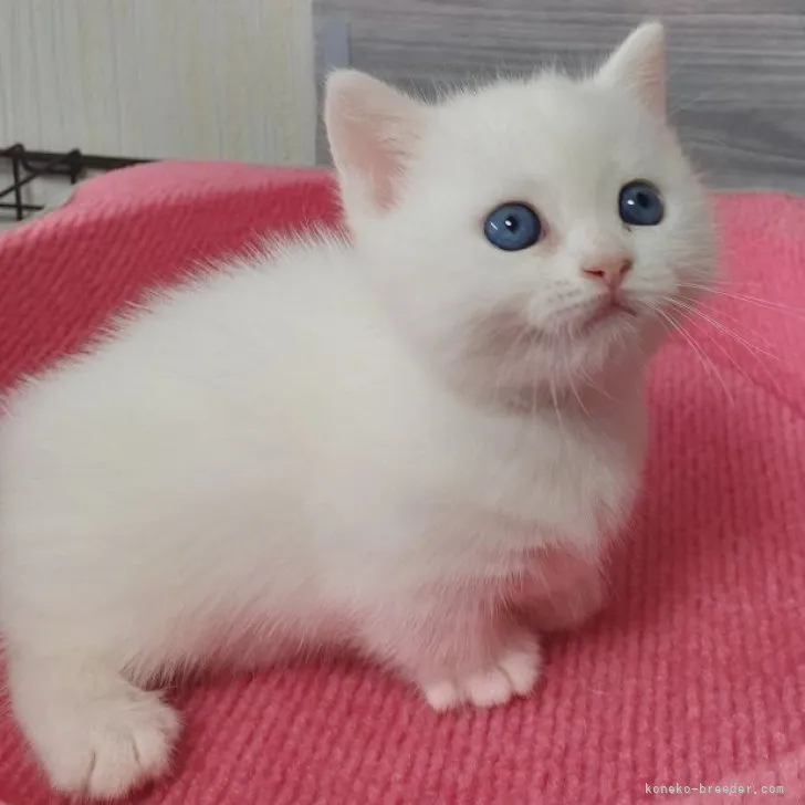 ID:2306-02441の子猫