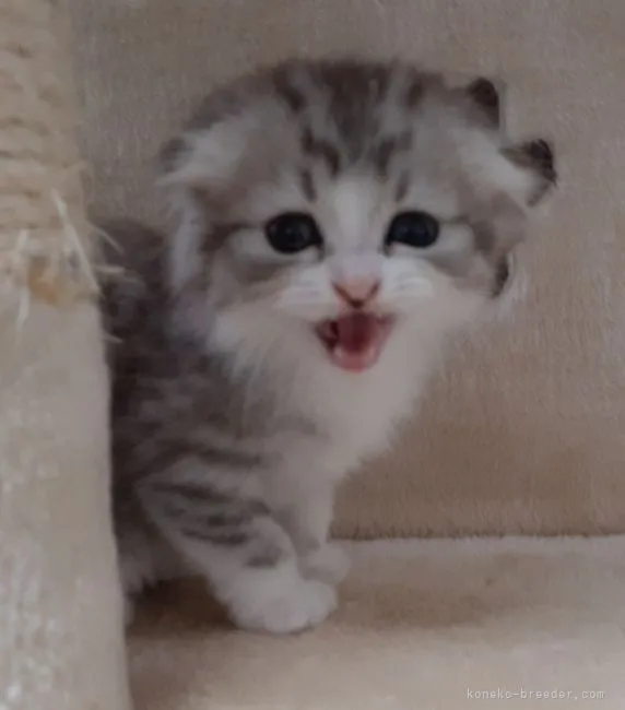 ID：2108-00728の子猫