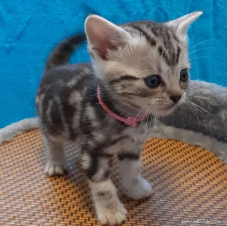 ID:2209-01929の子猫