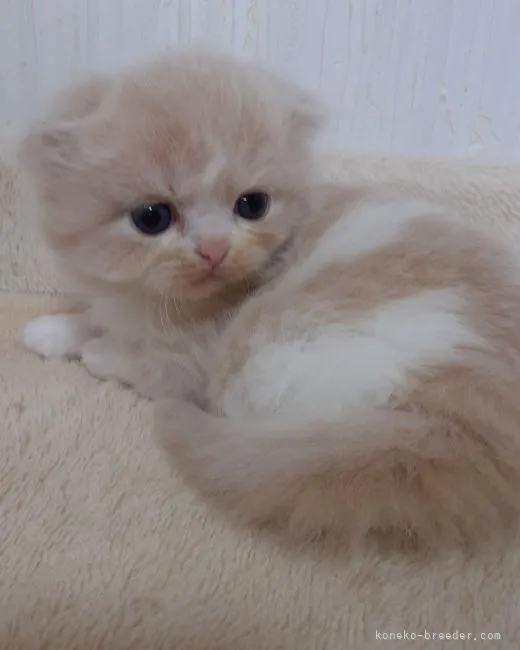 ID：2111-00303の子猫