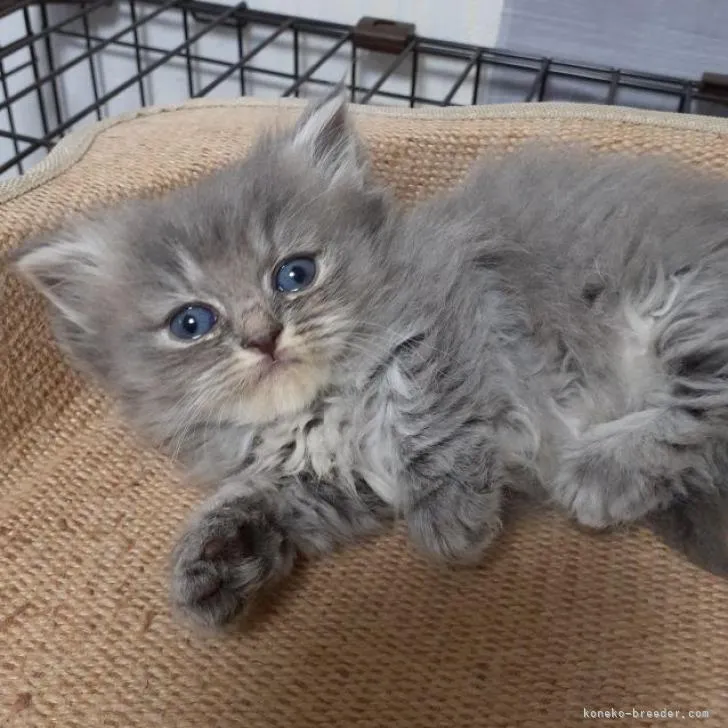 ID：2211-00174の子猫