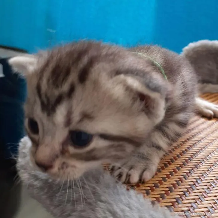 ID：2209-01926の子猫