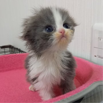 スコティッシュフォールド【福岡県・男の子・2024年3月20日・ブルータビー&ホワイト（セミロング）】の写真「おっとり美男子君😺✨」