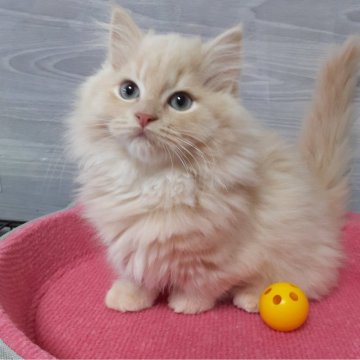 マンチカン【福岡県・男の子・2023年10月16日・クリームタビー（セミロング）】の写真「おっとり美男子君😺💛✨✨」