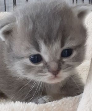 マンチカン(長足)【福岡県・女の子・2022年2月22日・ブルータビー（セミロング）】の写真「猫の日生まれ😻元気いっぱいの美人さん💗」