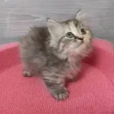 マンチカン(短足)【福岡県・女の子・2023年7月31日・シルバーパッチドタビー】の写真1