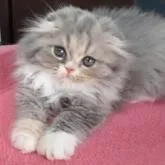 スコティッシュフォールド(折れ耳)【福岡県・女の子・2022年8月29日・ダイリュートキャリコ】の写真1