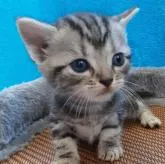 アメリカンショートヘア【福岡県・男の子・2022年8月30日・シルバータビー】の写真1