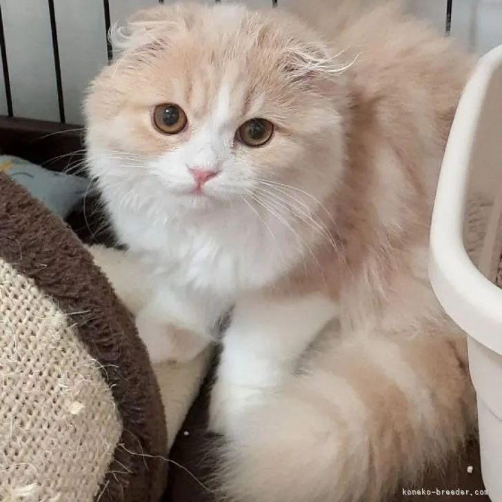 ID：2203-01339の子猫