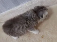 マンチカン(長足)【福岡県・男の子・2021年7月6日・シルバータビー&ホワイト】の写真2