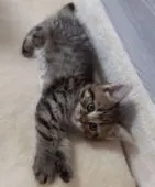 マンチカン(長足)【福岡県・女の子・2021年8月21日・ブラウンタビー】の写真2