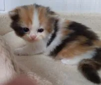 スコティッシュフォールド(立ち耳)【福岡県・女の子・2021年10月8日・キャリコ】の写真2