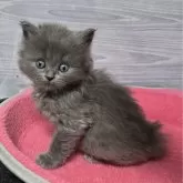 マンチカン(長足)【福岡県・男の子・2024年10月15日・ブルー】の写真3