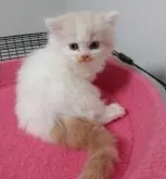 スコティッシュフォールド(立ち耳)【福岡県・男の子・2023年8月17日・クリームタビー&ホワイト】の写真3