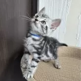 アメリカンショートヘア【福岡県・男の子・2024年8月30日・シルバータビー】の写真3