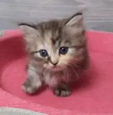 マンチカン(短足)【福岡県・女の子・2023年7月31日・シルバーパッチドタビー】の写真5