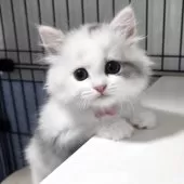 マンチカン(長足)【福岡県・女の子・2025年7月26日・ダイリュートキャリコ】の写真10