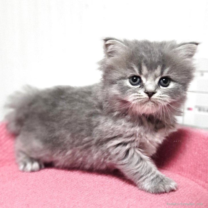 ブリーダー画像