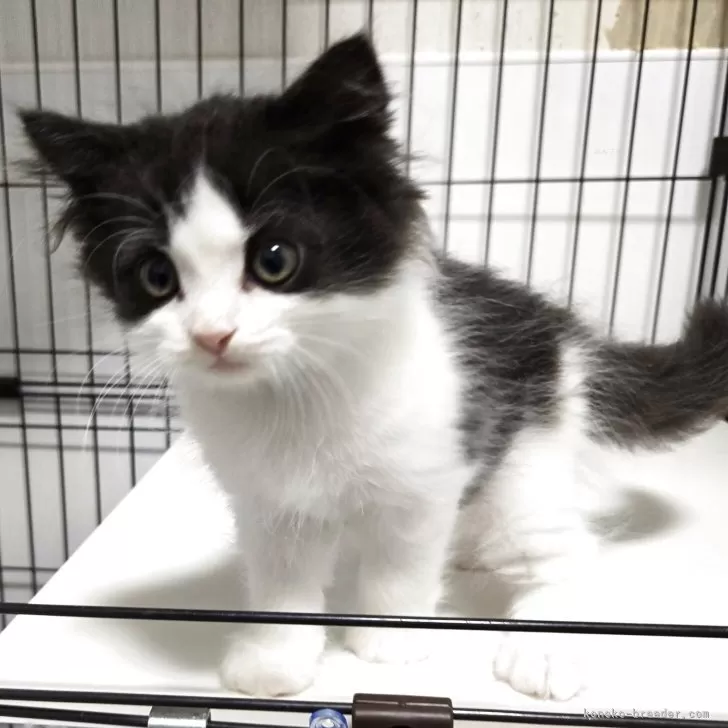 ID：2508-02952の子猫