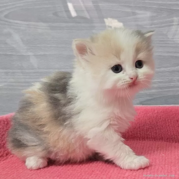 ID:2503-02843の子猫