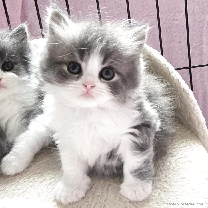 ID：2506-00554の子猫