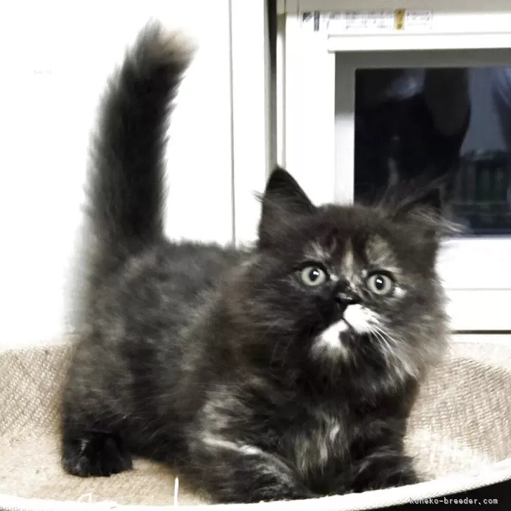 ID：2509-02457の子猫