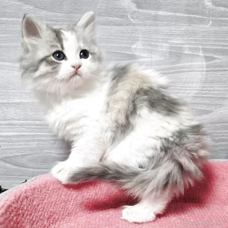 マンチカン(長足)【福岡県・女の子・2025年10月3日・ダイリュートキャリコ】の写真1